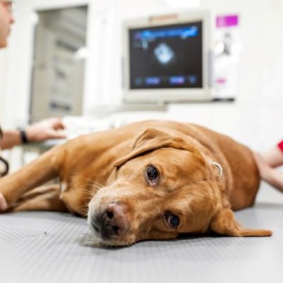 A large brown dog lies on its side on a table in a vet examining room, staring at the camera.